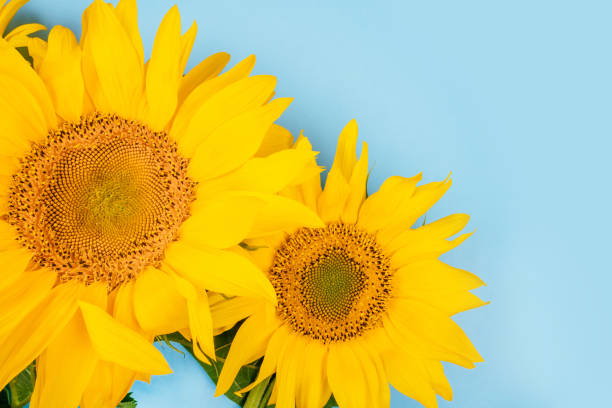 istock Sunflower bouquet on blue background 1134101620