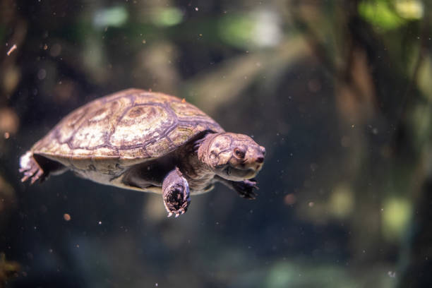 istock Arrau turtle (Podocnemis expansa) swimming in a river 1134101634