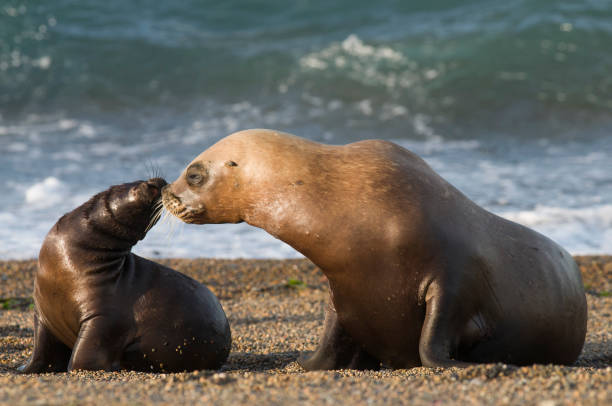istock Sea Lion, and calf 1134102295