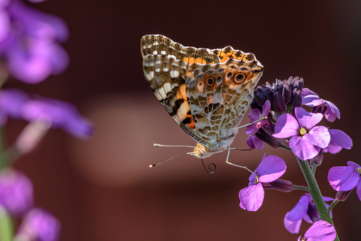 A colorful butterfly, the Painted Lady, extracts the nectar from a purple flower of the Erysimum Bowles Mauve with a beautiful bokeh background