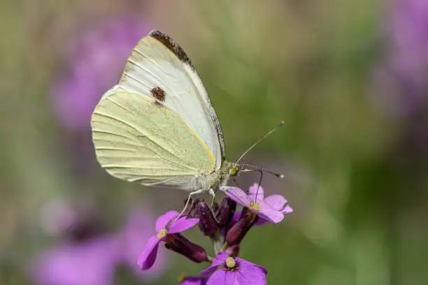A beautiful cabbage white butterfly extracts the nectar from a purple flower of the Erysimum Bowles Mauve with a beautiful bokeh background