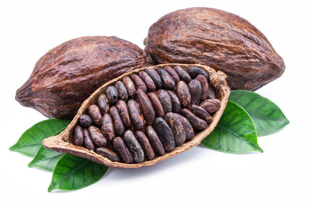istock Cocoa pods and cocoa beans - chocolate basis. 1134103497