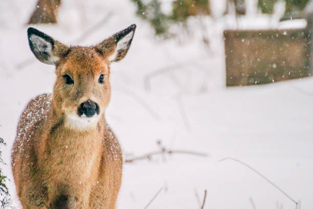 Deer in winter A deer in winter in the snow. roe deer frost stock pictures, royalty-free photos & images