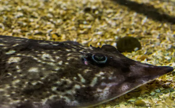 Photo of beautiful closeup of the face of a thornback ray, near threatened animal specie, fish from the atlantic ocean