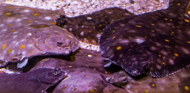 Photo of big group of european plaices laying together on the bottom, common flatfish from the ocean of europe