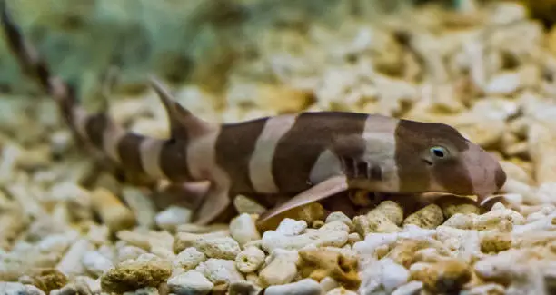 Photo of juvenile brown banded bamboo shark laying on the bottom, popular fish in aquaculture, tropical young fish from the pacific ocean