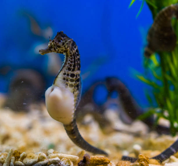 retrato bonito de um seahorse grande da barriga, animal de estimação popular na aquicultura, peixes tropicais dos rios de austrália - cavalo marinho - fotografias e filmes do acervo