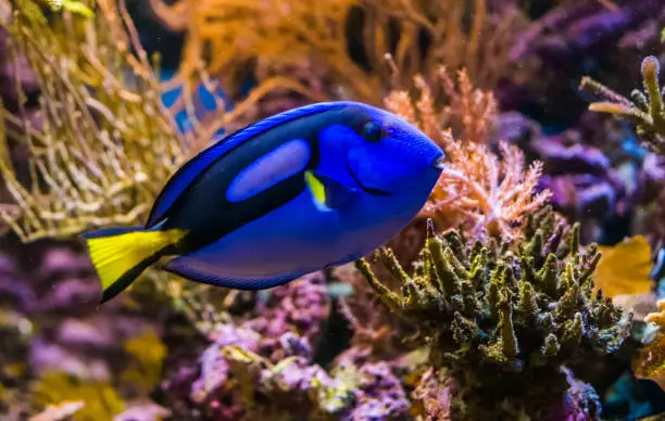Photo of closeup of a blue tang surgeonfish, popular tropical aquarium pet, exotic fish from the pacific ocean