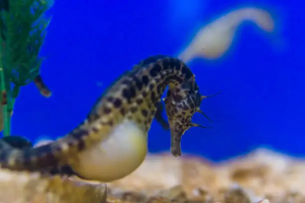 Photo of closeup of a big belly seahorse, popular aquarium pets, tropical fish that lives in the estuaries of australia