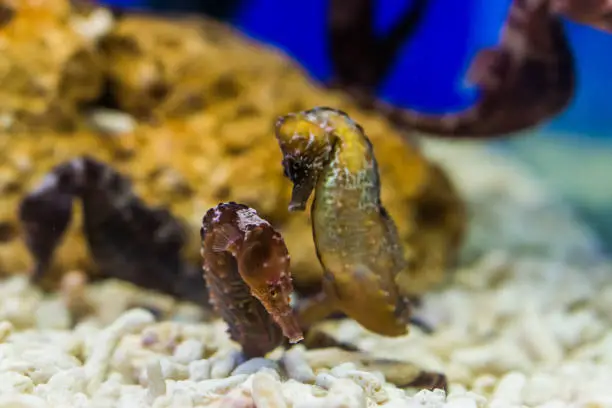 Photo of two northern seahorses together, tropical aquarium pets from the atlantic ocean, vulnerable animal specie