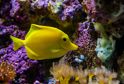 Yellow tang fish, one of the most popular fishes in aquaculture, tropical fish from hawaii