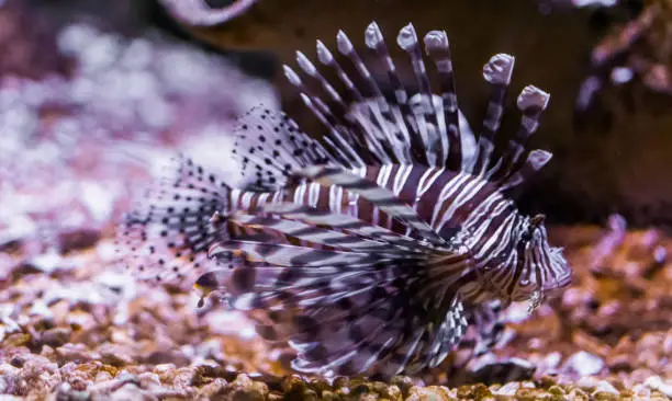 Photo of portrait of a common devil fish, beautiful tropical fish from pacific ocean, popular aquarium pet in aquaculture