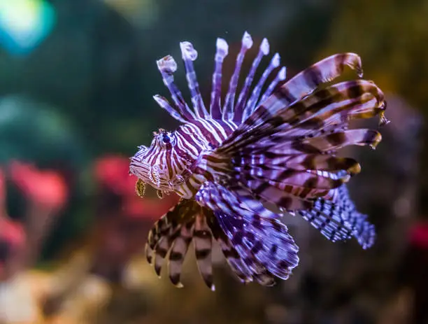 Photo of closeup portrait of a common lion fish, a popular aquarium pet in aquaculture, tropical fish from the pacific ocean