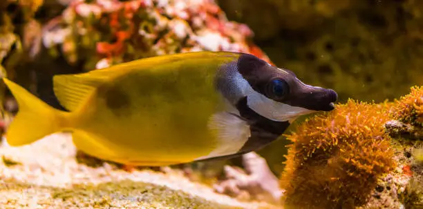 Photo of foxface rabbitfish in closeup, beautiful portrait of a tropical fish from the pacific ocean, popular pet in aquaculture