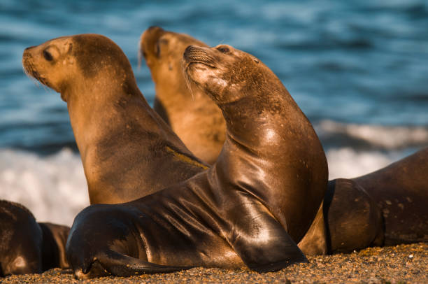 istock Mother  sea lion 1134106191