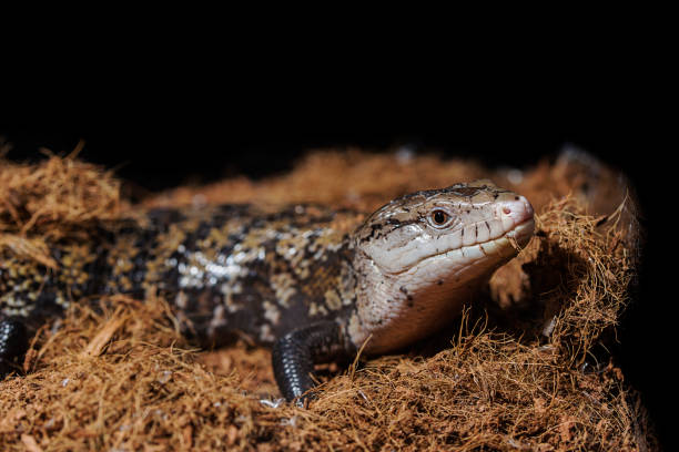 Tiliqua Gigas -Scinque