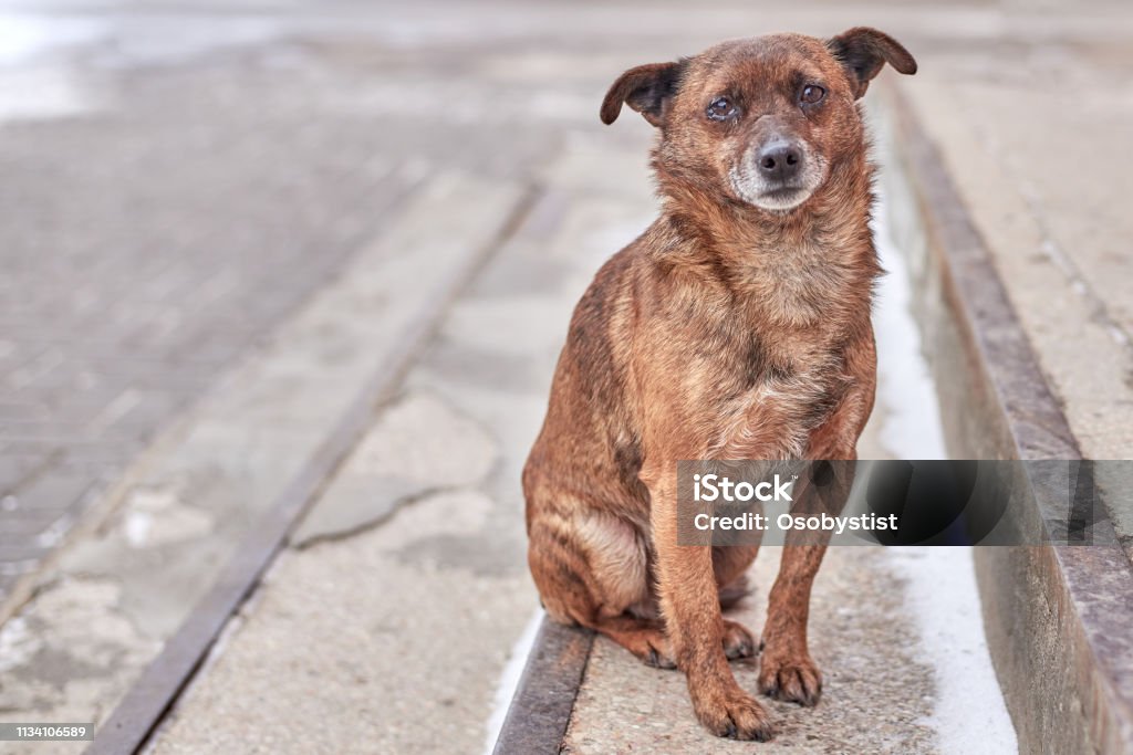Unhappy stray dog with sad eyes on a city street Unhappy cute stray dog with sad eyes on a city street Dog Stock Photo