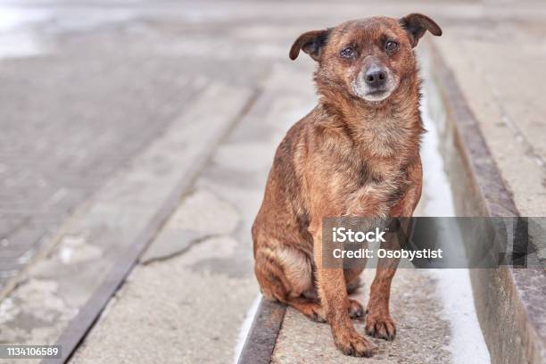 Unhappy Stray Dog With Sad Eyes On A City Street Stock Photo - Download Image Now - Dog, Stray Animal, Abuse