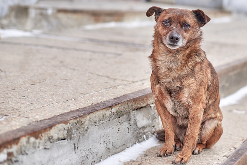 Unhappy cute stray dog with sad eyes on a city street