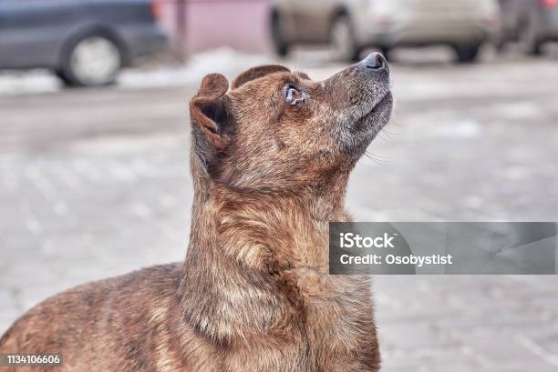 Unhappy Stray Dog With Sad Eyes On A City Street Stock Photo - Download Image Now - Dog, Mixed-Breed Dog, Sadness