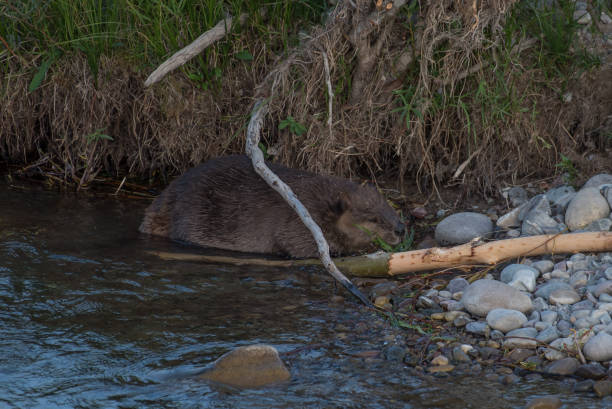 istock Beaver swmming then eating plants by river 1134108742