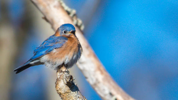 istock Bluebird on a branch at Huntley Meadows Park in Virginia 1134108827
