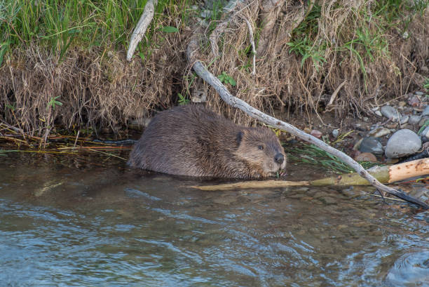 istock Beaver swmming then eating plants by river 1134108834