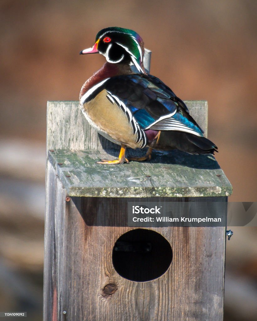 Wood Duck On A Bird Box At Huntley Meadows Park In Virginia Stock Photo -  Download Image Now - iStock