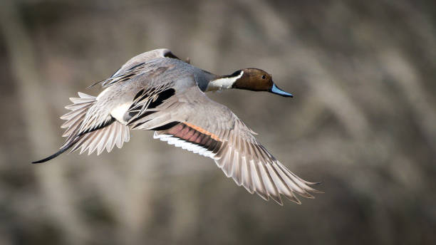 Pintail duck in flight Pintail duck in flight drake male duck photos stock pictures, royalty-free photos & images