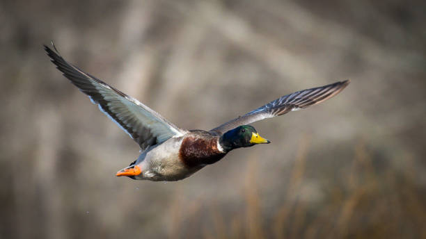 istock Male Mallard duck in flight 1134109957