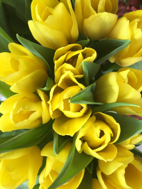 Yellow Tulip
