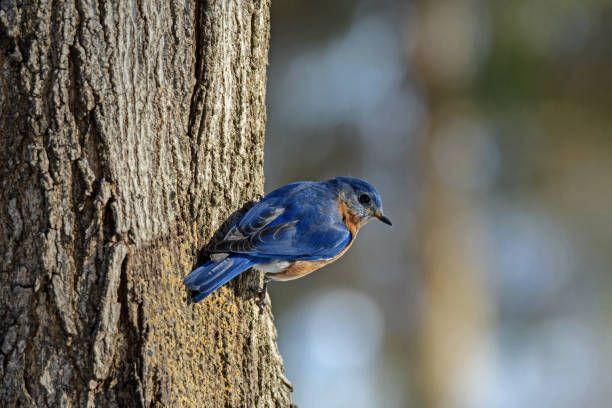 istock Eastern Bluebird perched on bark of Sugar Maple tree. 1134110988