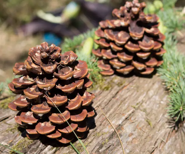 Pine nuts are among the most over-priced items in our weekly shopping basket, and a poor harvest has sent prices soaring even further