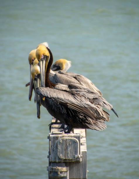 a grup of Pelicans perched together all in a line, preening