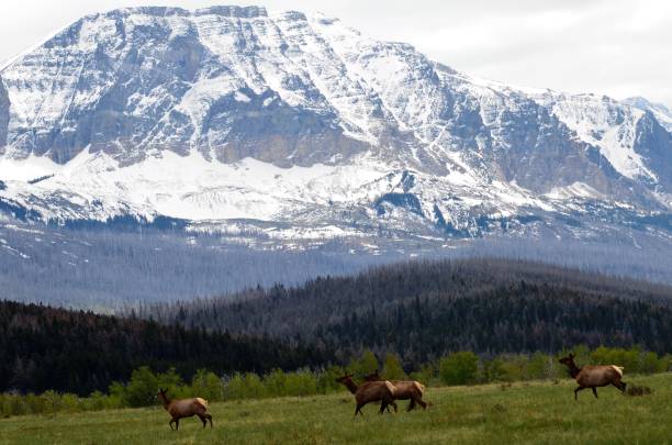 istock A herd of female elk passing by a snow covered mountain range 1134111837