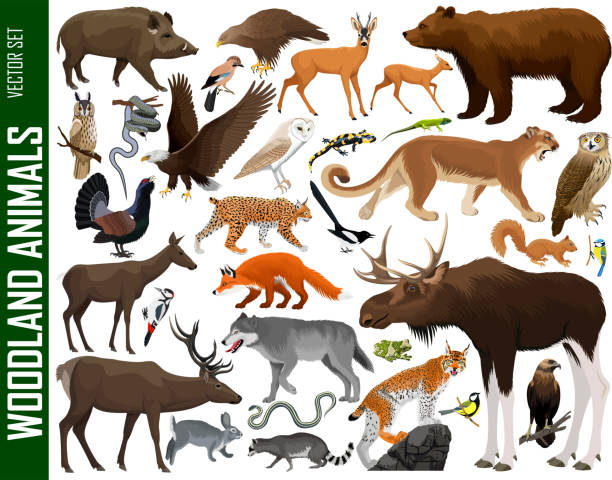 zestaw wektorowy zwierząt leśnych - elk deer hunting animals hunting stock illustrations