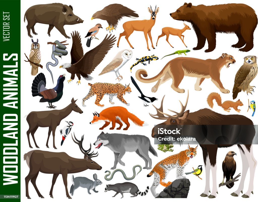 vector set of woodland animals Moose stock vector