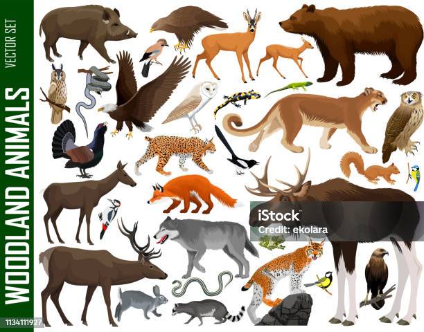 Vector Set Of Woodland Animals Stock Illustration - Download Image Now - Moose, Deer, Vector