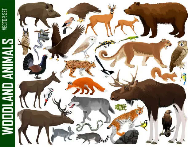 Vector illustration of vector set of woodland animals