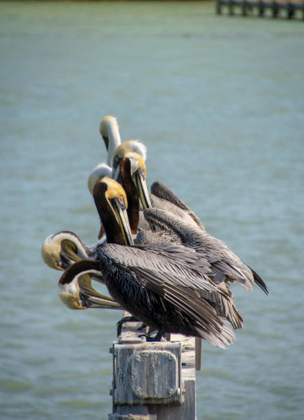istock A group of Pelicans all in a line preening 1134112045