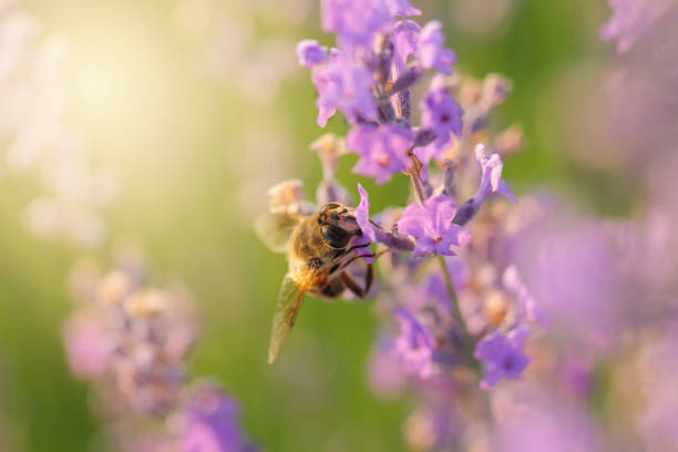 istock The bee collects nectar on a lavender field. Summer. 1134112102