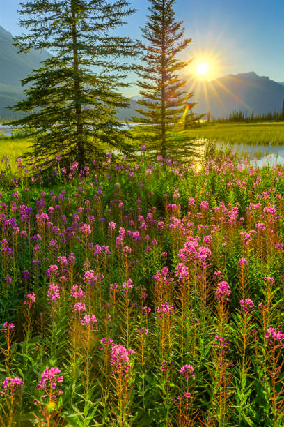istock Banff National Park in Alberta Canada 1134112765