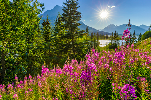 Wildflowers along the Icefields Parkway in Banff National Park in the Canadian Rockies