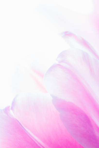 istock Pink Tulip in the morning light 1134112851