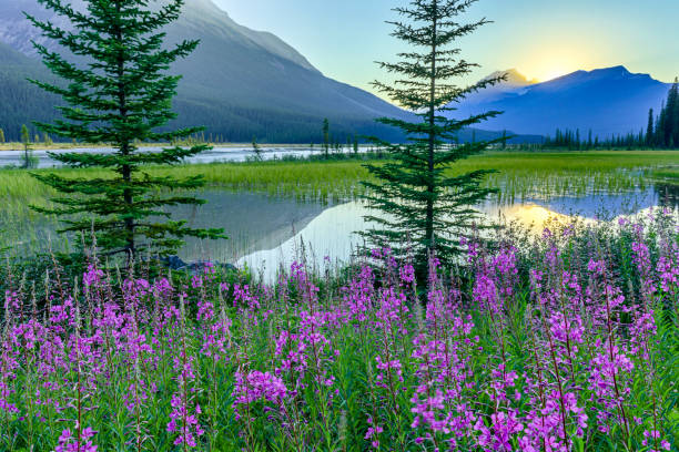 istock Banff National Park in Alberta Canada 1134112856