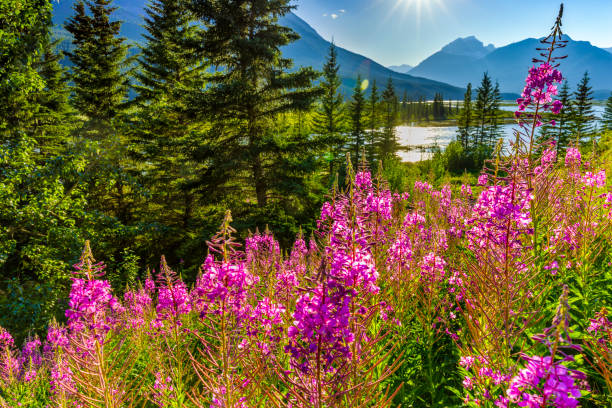 istock Banff National Park in Alberta Canada 1134112885