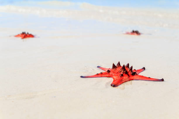 http://i296.photobucket.com/albums/mm185/polarica/seashell1.jpg