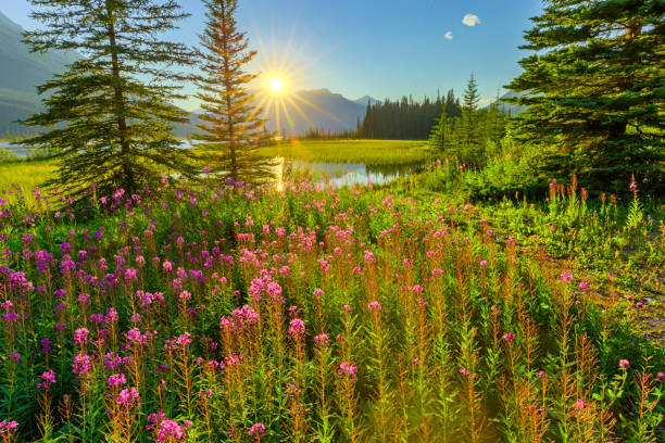 istock Banff National Park in Alberta Canada 1134112982