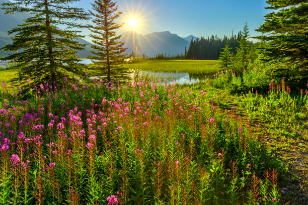 istock Banff National Park in Alberta Canada 1134114042
