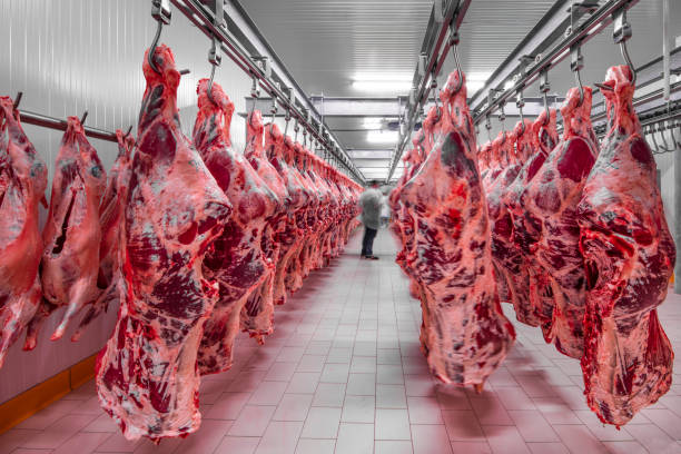 Freshly slaughtered halves of cattle hanging on the hooks in a refrigerator room of a meat plant for further food processing. Halal cutting. Freshly slaughtered halves of cattle hanging on the hooks in a refrigerator room of a meat plant for further food processing. Halal cutting. meat packing industry photos stock pictures, royalty-free photos & images